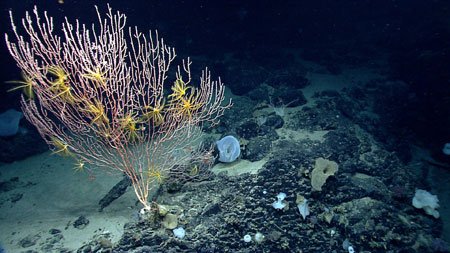 mytilus-seamount-noaa-450px