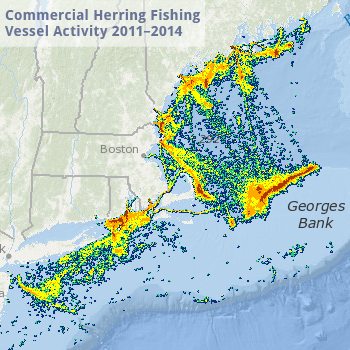 Herring Vessel Activity Map