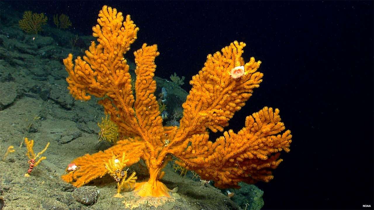 Deep-sea coral