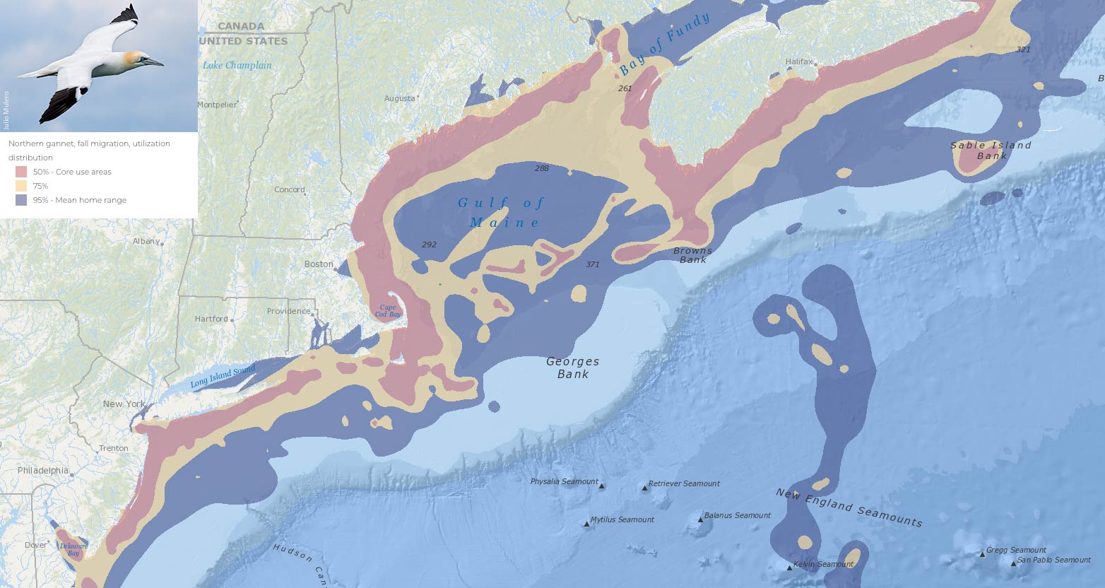 Northern gannet map