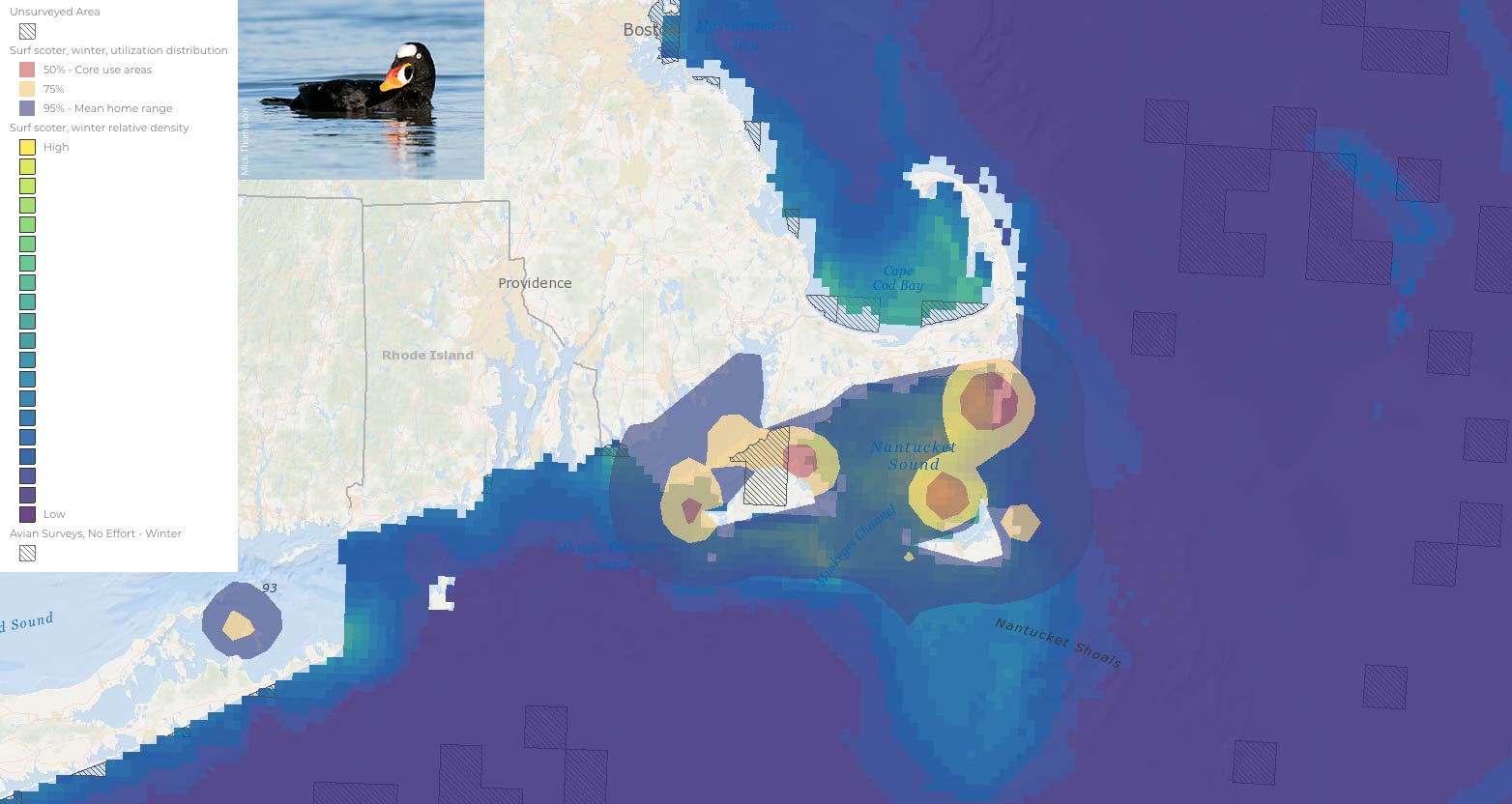 Surf scoter map with MDAT data