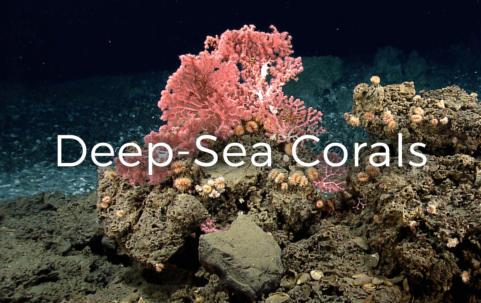 Deep Sea Corals
