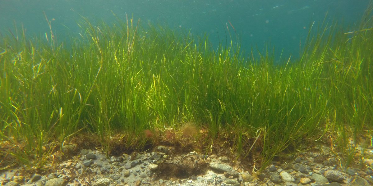 Eelgrass meadow. (Photo credit: Phil Colarusso)