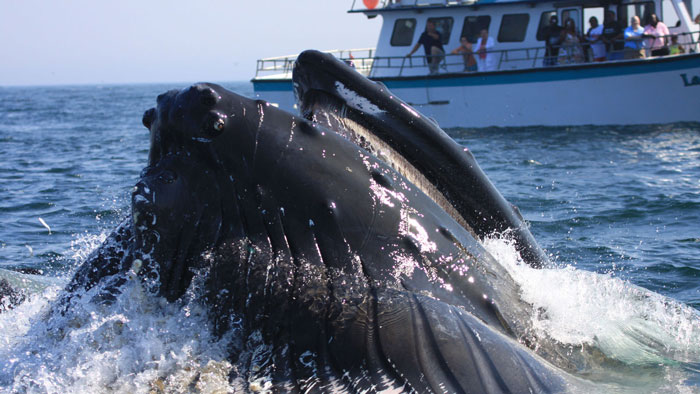 Humpback whale and whale watching vessel at Stellwagen Bank National Marine Sanctuary. (Photo credit: Jeremy Winn)