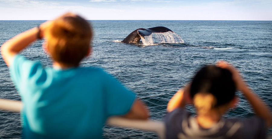 Whale watching near Cape Cod. (Photo credit: Matt McIntosh / NOAA) Whale watching near Cape Cod. (Photo credit: Matt McIntosh / NOAA)