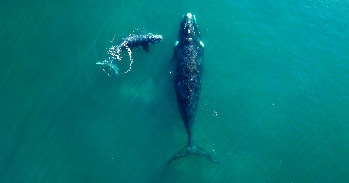 New Maps Show Where North Atlantic Right Whales Have Shifted Distribution over the Last 20 Years