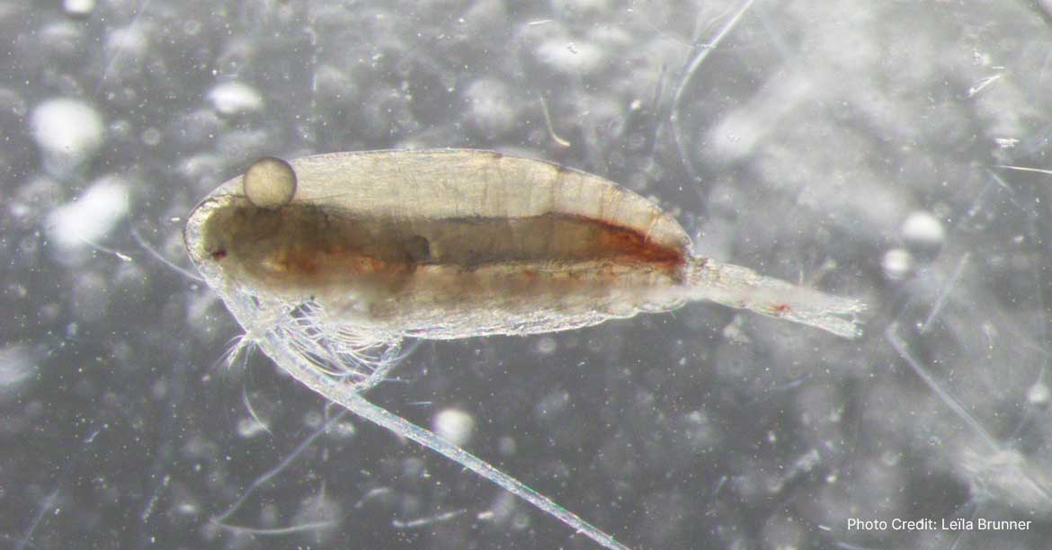 Updates to Zooplankton Products from NOAA Fisheries EcoMon Surveys