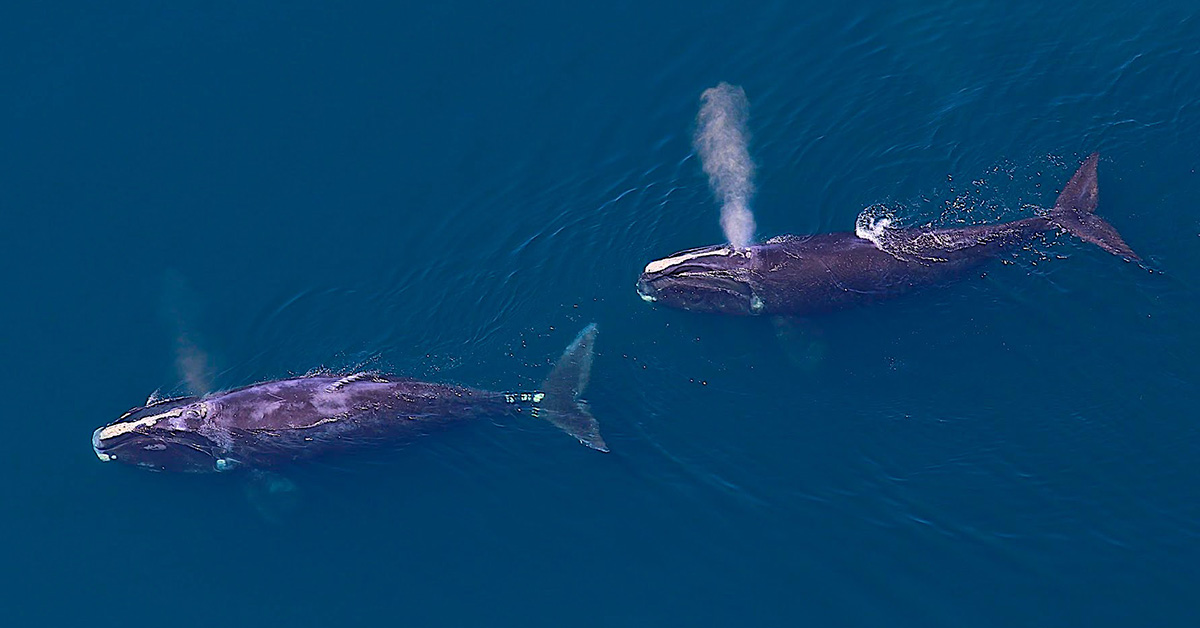 New Data Products Show that Marine Mammal Stocks in North Atlantic Are Highly Vulnerable to Climate Change