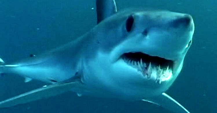 New Data Products Track Marine Heatwaves and Show Habitat Change for Marine Top Predators in a Changing Ocean