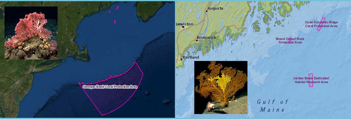 coral zones top image border