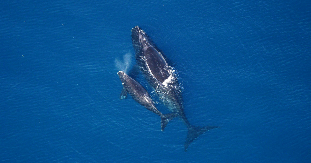 Reorganized Data for Marine Endangered Species Critical Habitats