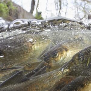 riverherring townbrook keith ellenbogen e1790800683824