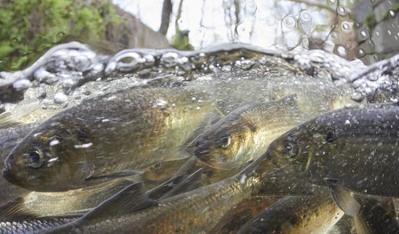 Locations of River Herring and Shad Runs in New England