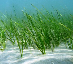 seagrass shoal grass undersea north carolina noaa 980 crop