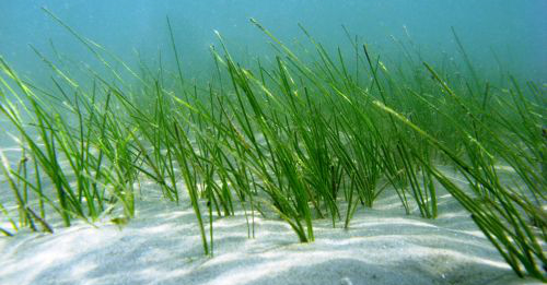 New and Updated Regional Seagrass Data